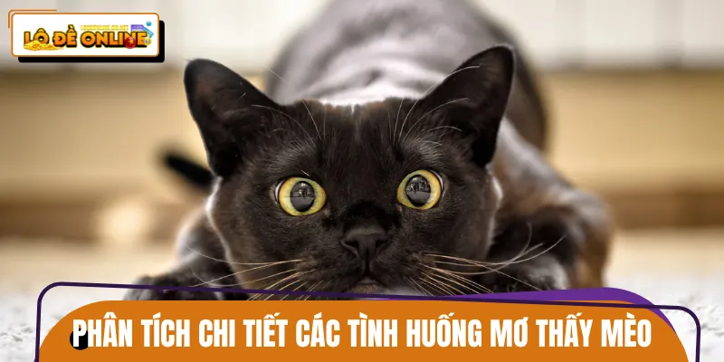 Chi tiết phân tích những tình huống trong chiêm bao về mèo